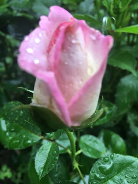 elle - Trandafiri 2018 ll