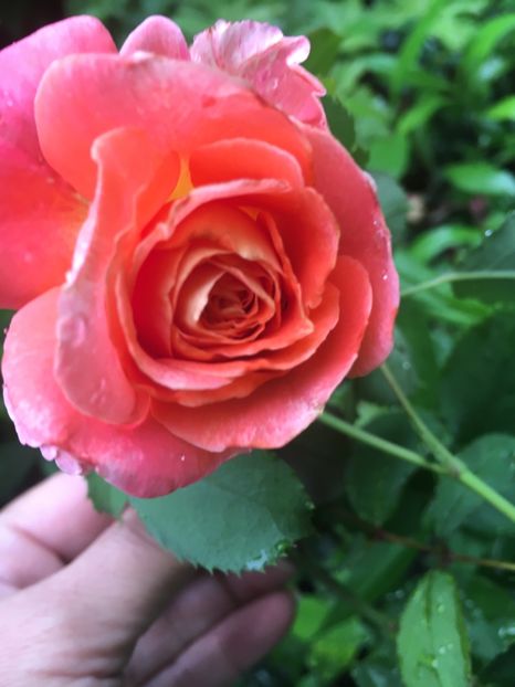 Jef l’artist - Trandafiri 2018 ll