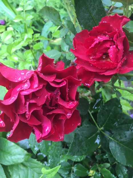 Limar - Trandafiri 2018 ll