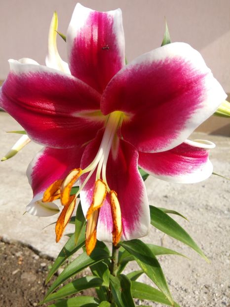 Flashpoint - A CRINI 2018