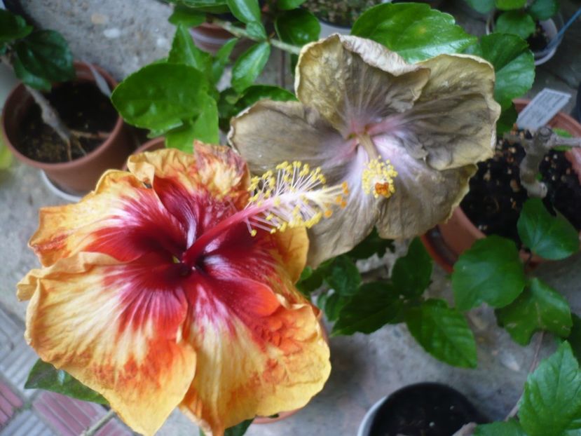 P1380334 - Moorea Sunset Star