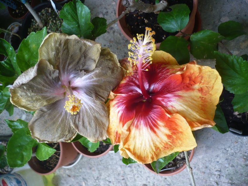 P1380335 - Moorea Sunset Star