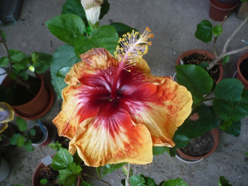 26.06.2018 - HIBISCUSI 2018-2