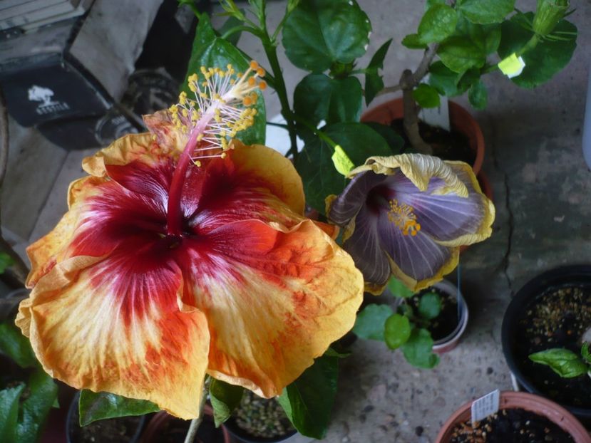 P1380332 - HIBISCUSI 2018-2