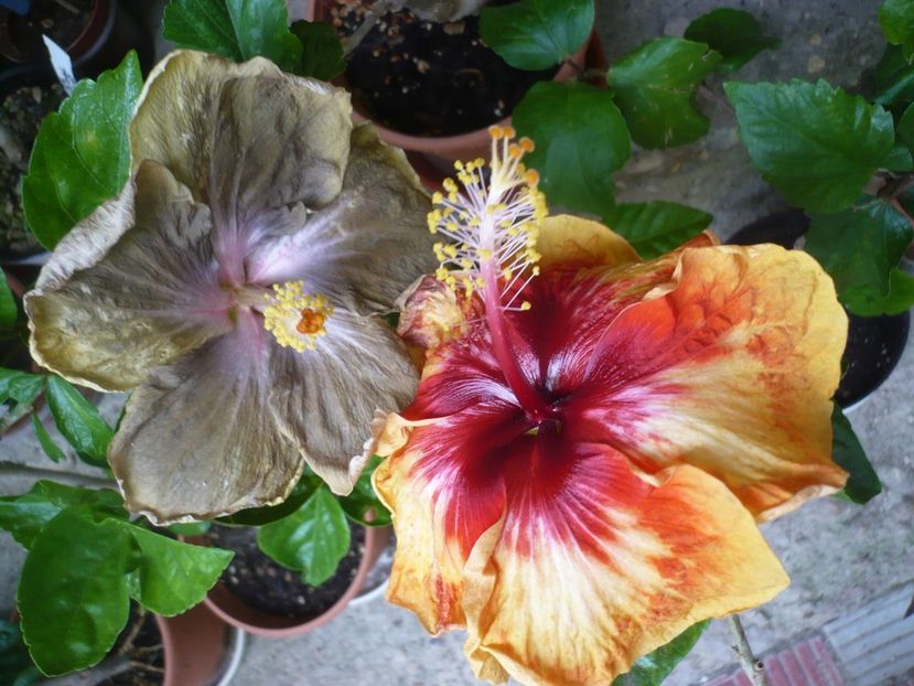 P1380333 - HIBISCUSI 2018-2