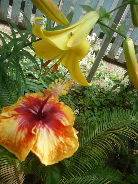 P1380337 - HIBISCUSI 2018-2