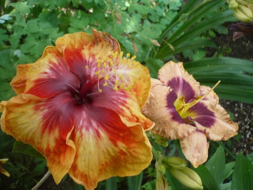 P1380341 - HIBISCUSI 2018-2