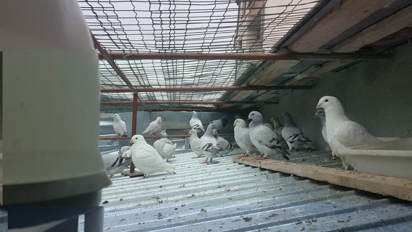  - 0 - 26 iunie 2018 - Pui 2018