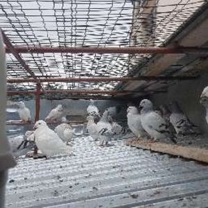  - 0 - 26 iunie 2018 - Pui 2018