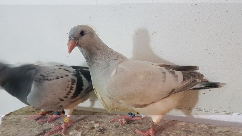  - 0 - 26 iunie 2018 - Pui 2018