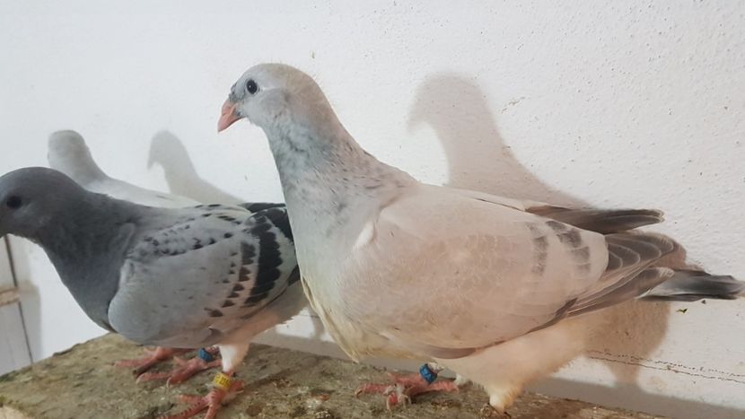  - 0 - 26 iunie 2018 - Pui 2018