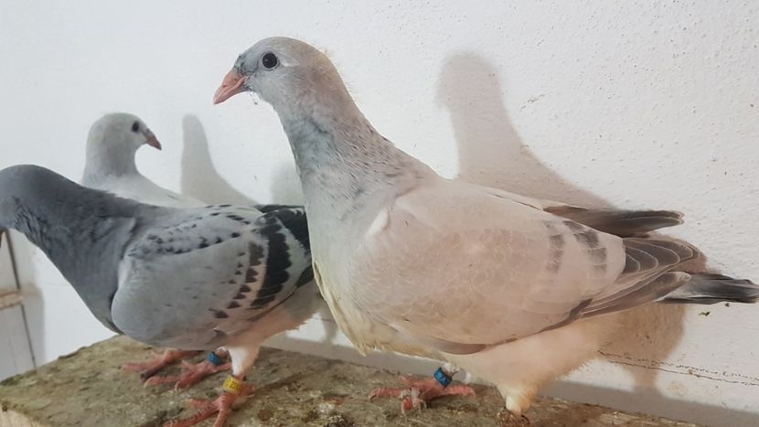  - 0 - 26 iunie 2018 - Pui 2018