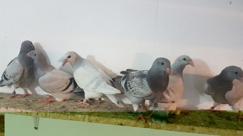  - 0 - 26 iunie 2018 - Pui 2018