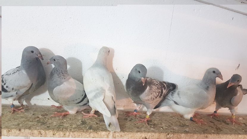  - 0 - 26 iunie 2018 - Pui 2018