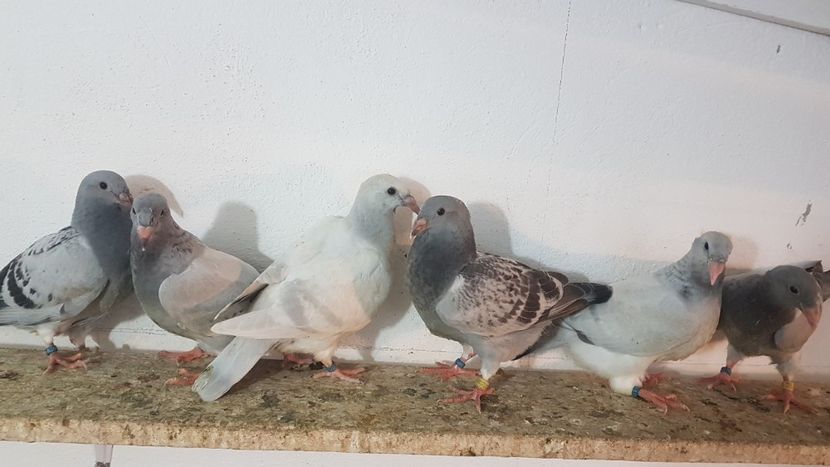  - 0 - 26 iunie 2018 - Pui 2018