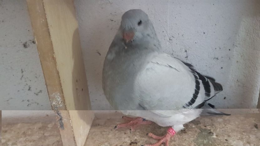  - 0 - 26 iunie 2018 - Pui 2018