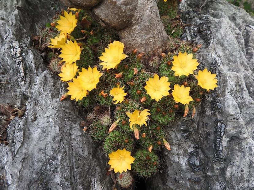 Mammillaria beneckei in natura - Whish list pentru viata urmatoare1