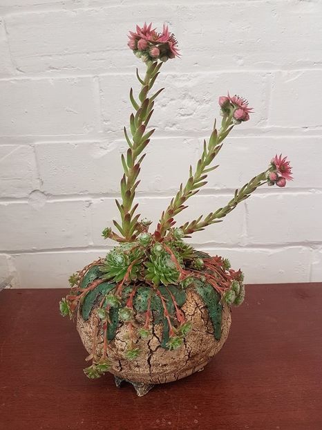 Mark Follon - Sempervivum - Vase - aranjamente - accesorii