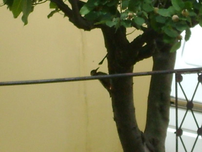 Ciocanitoarea curata gutuiul - r Vara 2016-2017-2018-2019