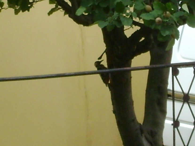 Ciocanitoarea curata gutuiul - r Vara 2016-2017-2018-2019