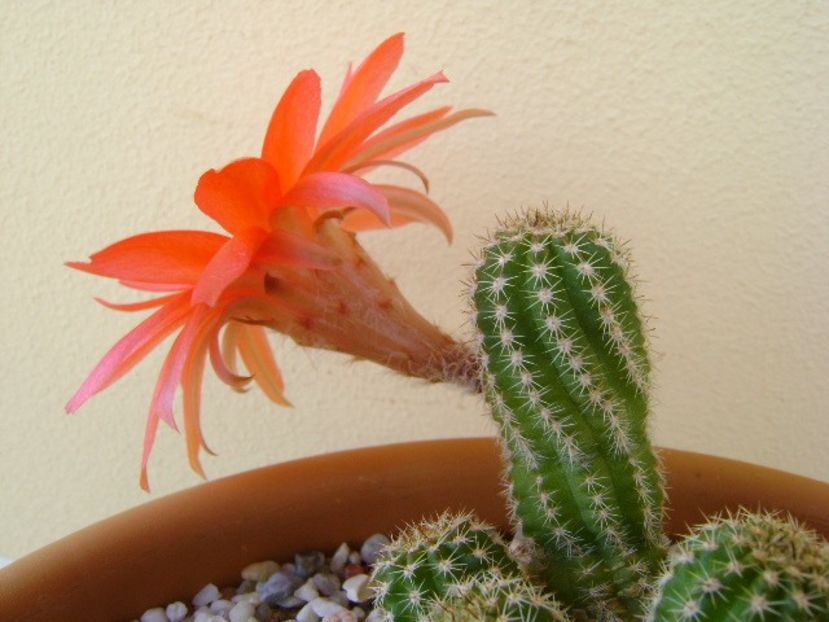 Chamaelobivia hb. - Cactusi 2018 bis bis