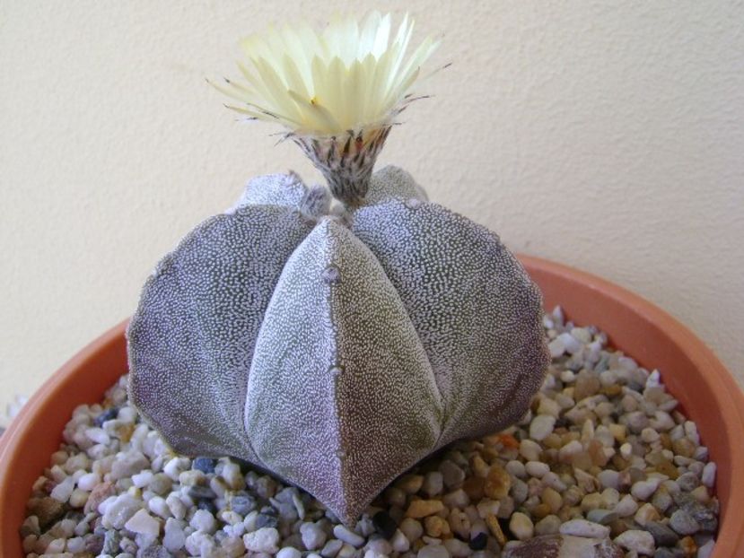 Astrophytum coahuilense - Cactusi 2018 bis bis