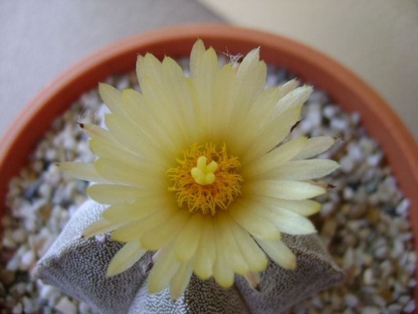 Astrophytum coahuilense - Cactusi 2018 bis bis