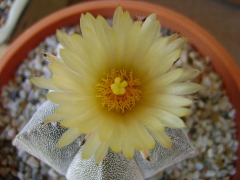 Astrophytum coahuilense - Cactusi 2018 bis bis