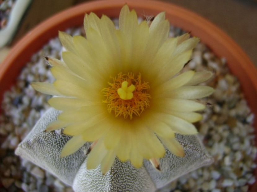 Astrophytum coahuilense - Cactusi 2018 bis bis