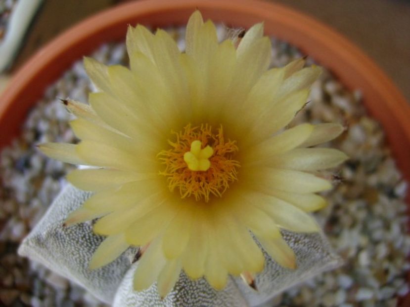 Astrophytum coahuilense - Cactusi 2018 bis bis