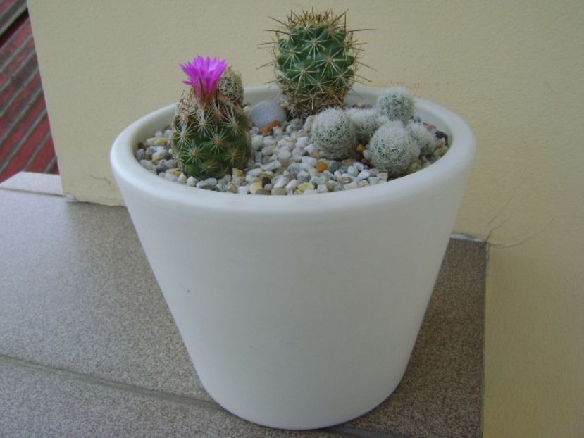 Grup de 4 Escobaria - Cactusi 2018 bis bis