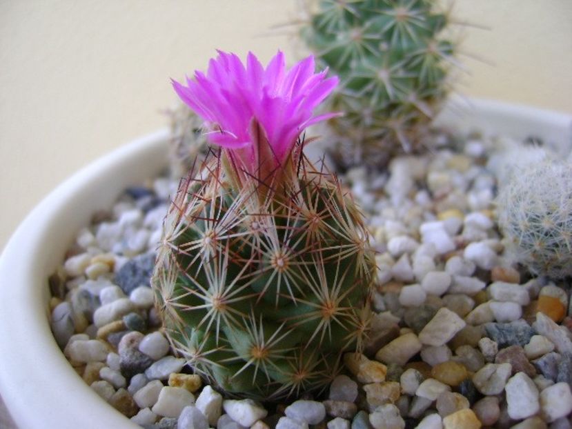 Escobaria hesteri - Cactusi 2018 bis bis