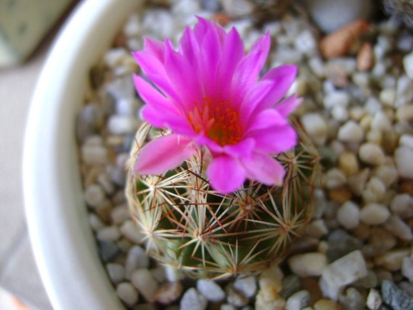 Escobaria hesteri - Cactusi 2018 bis bis