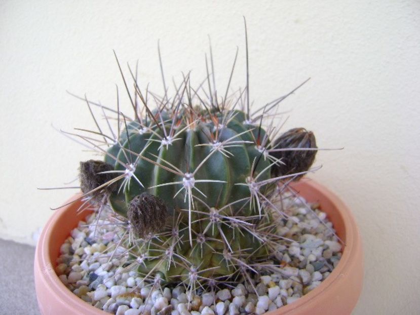 Lobivia jajoiana cv. anemone (Echinopsis marsoneri) - Cactusi 2018 bis bis