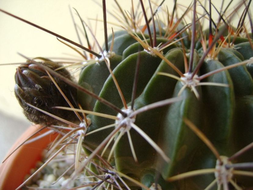 Lobivia jajoiana cv. anemone (Echinopsis marsoneri) - Cactusi 2018 bis bis