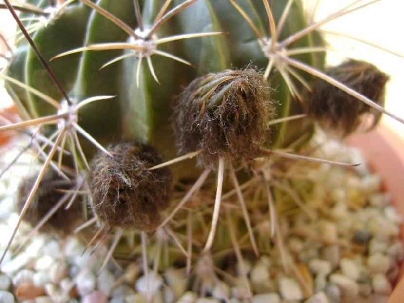 Lobivia jajoiana cv. anemone (Echinopsis marsoneri) - Cactusi 2018 bis bis
