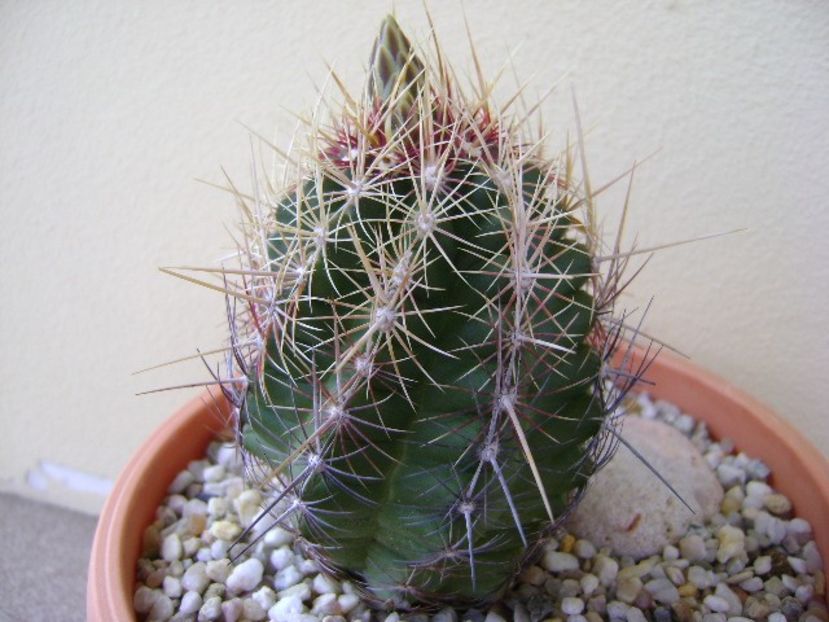 Thelocactus bicolor ssp. pottsii - Cactusi 2018 bis bis