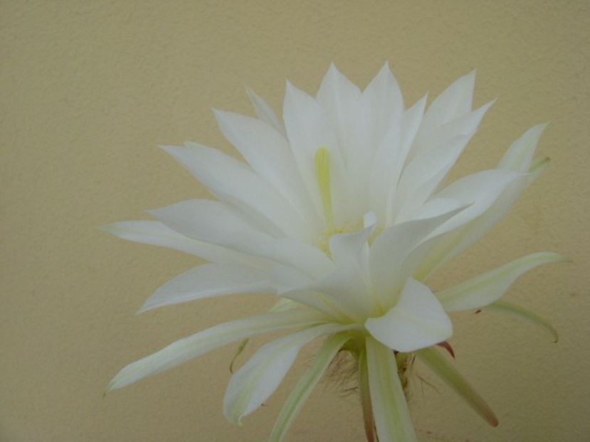 Echinopsis subdenudata - Cactusi 2018 bis bis