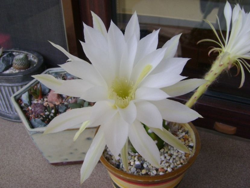 Echinopsis subdenudata - Cactusi 2018 bis bis
