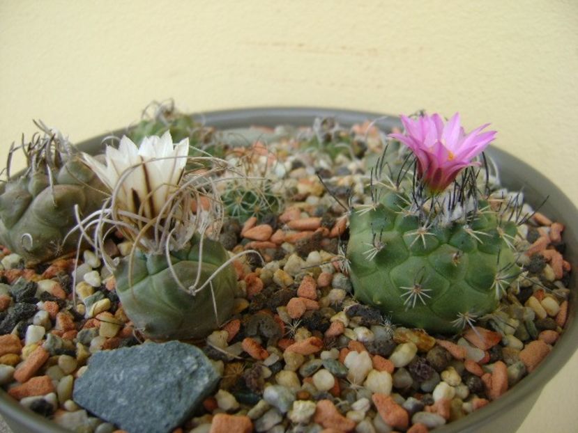 Turbinicarpus viereckii - Cactusi 2018 bis bis