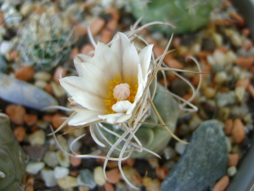 Turbinicarpus macrochele v. kupcakii - Cactusi 2018 bis bis