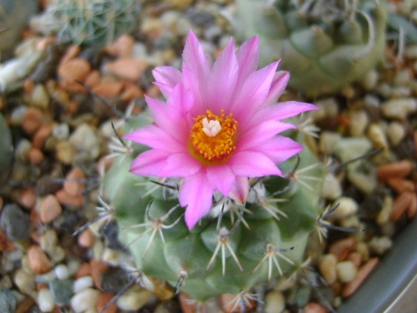 Turbinicarpus viereckii - Cactusi 2018 bis bis
