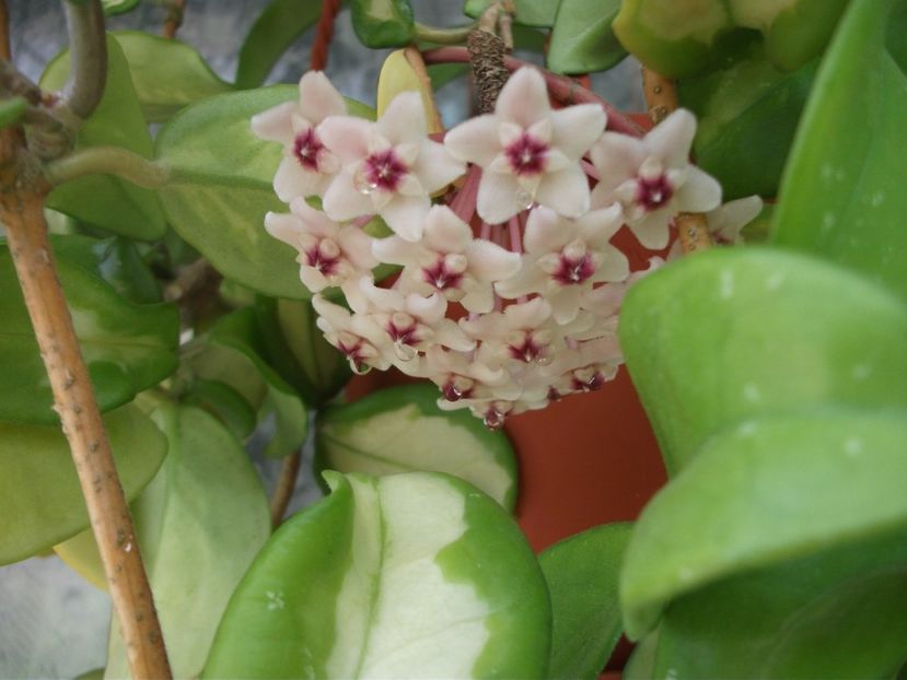  - Carnosa Tricolor