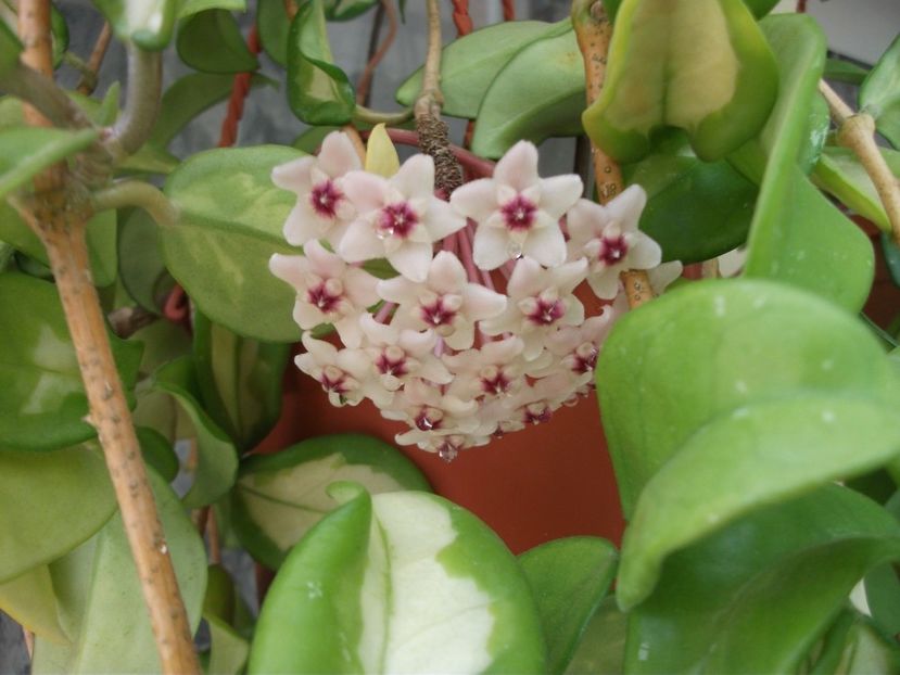 - Carnosa Tricolor