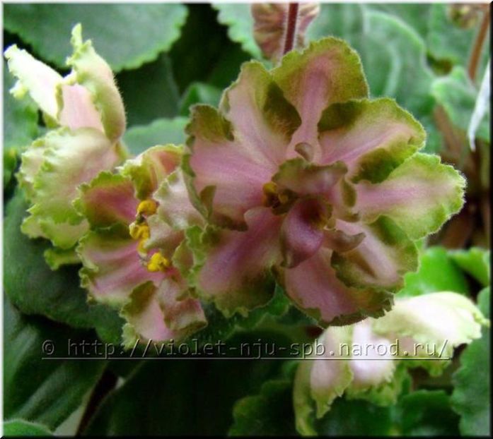  - LE Malakhitovaia Rosa