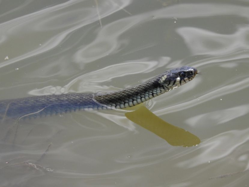 Șarpe de apă (Natrix tessellata) - FOTOGRAFIE