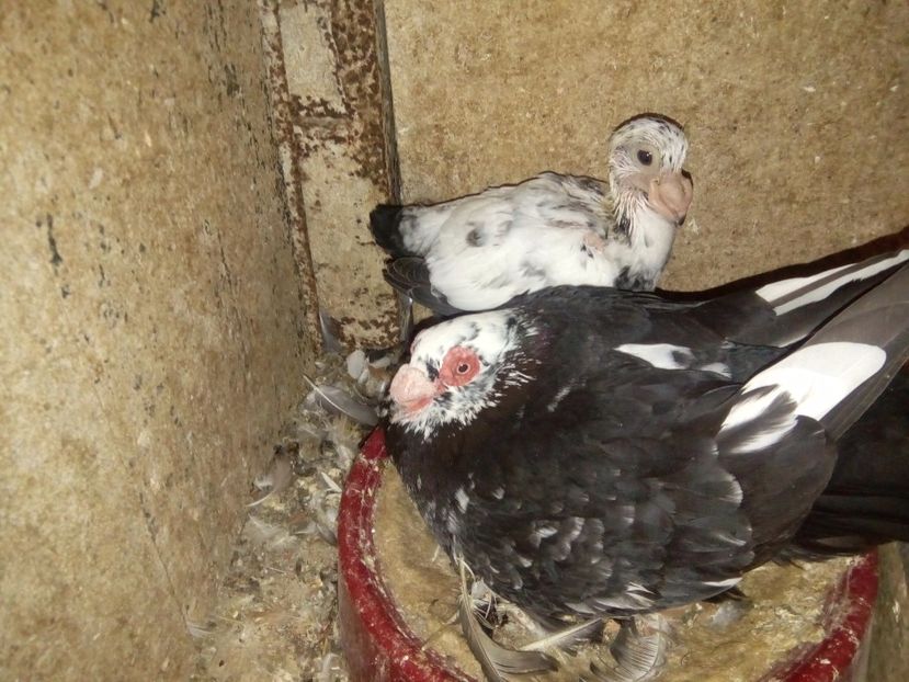 Un viitor lider! - Indian german 2018