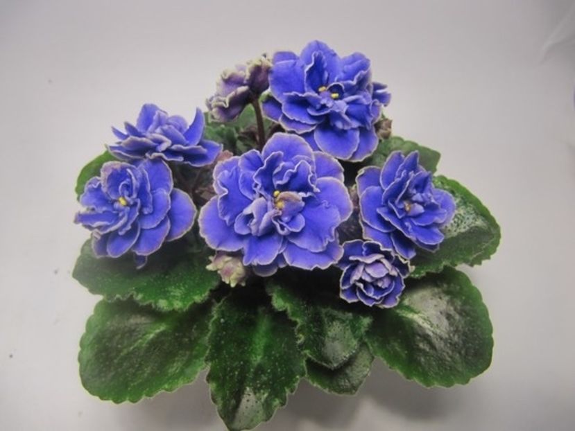  - Lion s Little Sweetheart