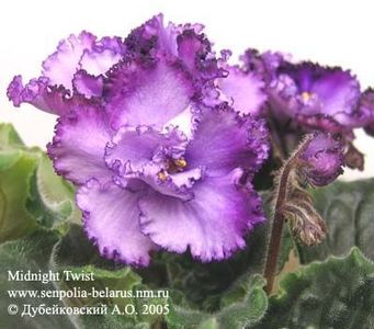  - Midnight Twist sport