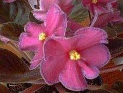 poza net - Ode to beauty